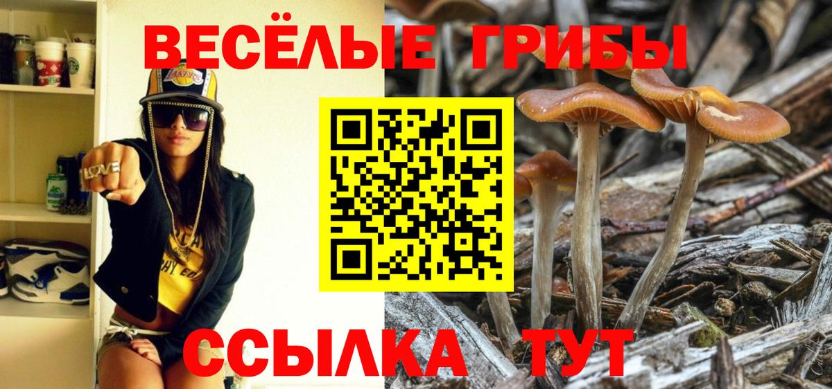 Псилоцибиновые грибы Psilocybine cubensis Брянск