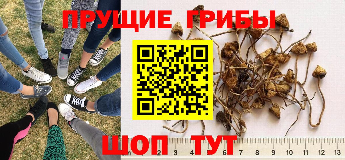 Псилоцибиновые грибы MAGIC MUSHROOMS  Галлюциногенные грибы Psilocybine cubensis  даркнет сайт  Брянск 